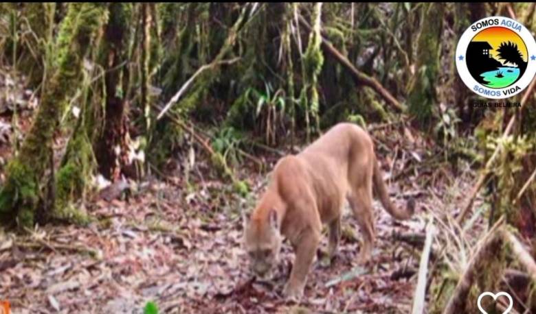 Esta es la segunda vez que las cámaras trampas registran el avistamiento del Puma en el Páramo de Belmira. FOTO CAPTURA DE PANTALLA 