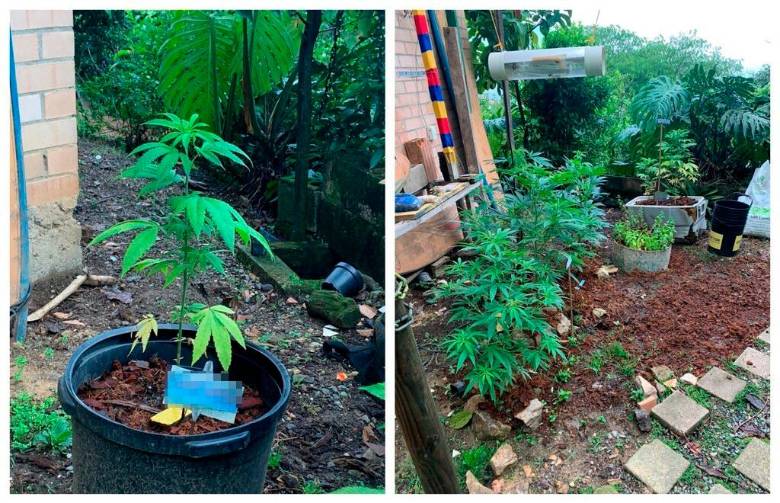 Al parecer, el tour incluía recorridos para conocer el proceso de sembrado, cuidado, cosecha y el sostenimiento de la planta de marihuana. FOTO Cortesía Meval