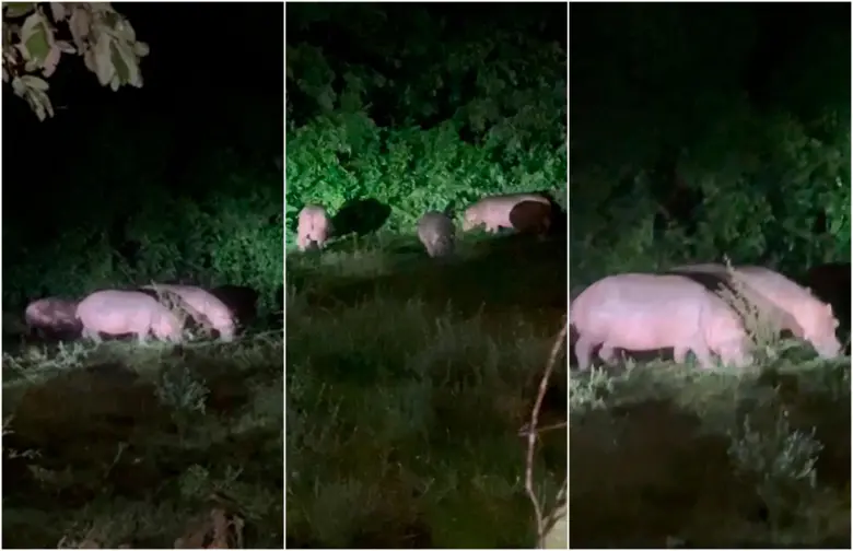 Al menos siete hipopótamos fueron avistados en los últimos días en Doradal. FOTOS Captura de video cortesía