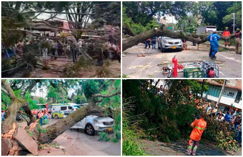 En alrededor de 24 días se han desplomado 28 árboles en la ciudad. FOTOS Cortesía y EL COLOMBIANO