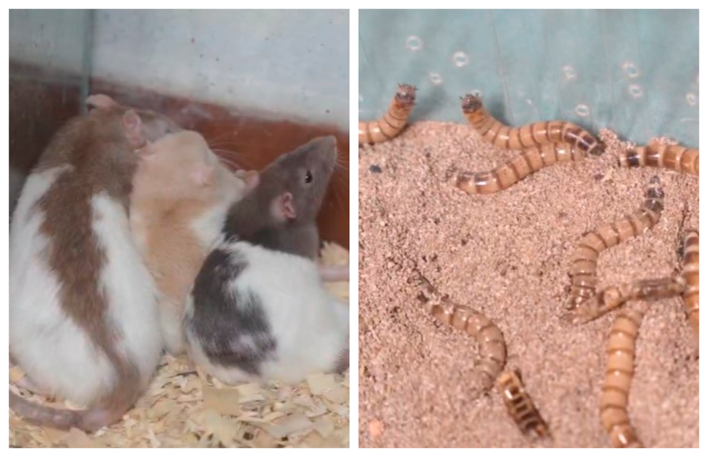Los animales recuperados fueron trasladados al centro de atención y rehabilitación del Amva. FOTO Cortesía Amva