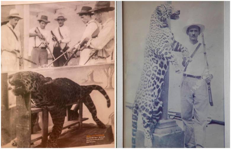 La imagen izquierda es la del jaguar cazado en 1949 y la de la derecha la del jaguar cazado en 1957. Ambas fotos están en la Alcaldía de Amalfi. FOTO Esneyder Gutiérrez