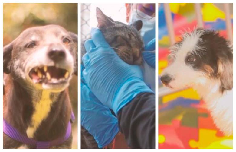 Estos son algunos de los animales que se encuentran en La Perla tras ser rescatados por abandono o maltrato. FOTOS Cortesía