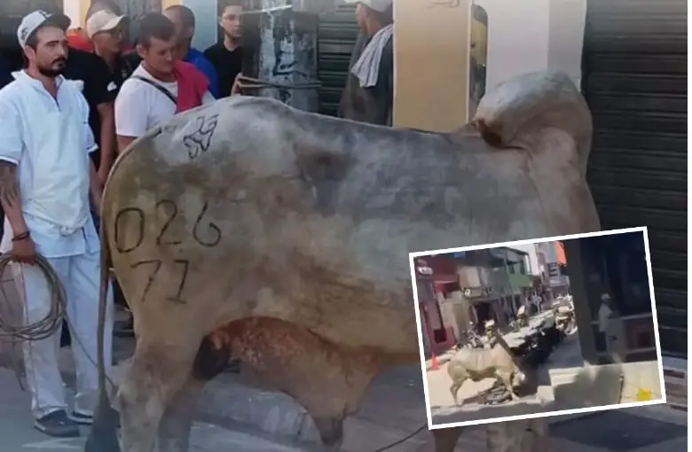 Este fue el toro que generó caos en las calles de Remedios, Antioquia, intentando meterse a los establecimientos comerciales (detalle). FOTOS: CORTESÍA ALCALDÍA DE REMEDIOS