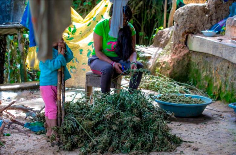 La cripa es cosechada por familias indígenas del norte del Cauca, y termina en las calles de Río de Janeiro, en Brasil. FOTO: JUAN ANTONIO SÁNCHEZ.