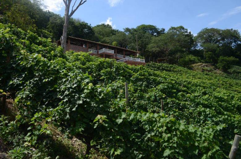 El municipio de Olaya en Antioquia es uno de los lugares emblemáticos para la producción de vino. 
