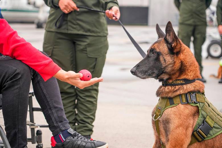 Video | El emotivo reencuentro entre patrullero herido y el perro Telmo tras ataque a helicóptero en Amalfi, Antioquia