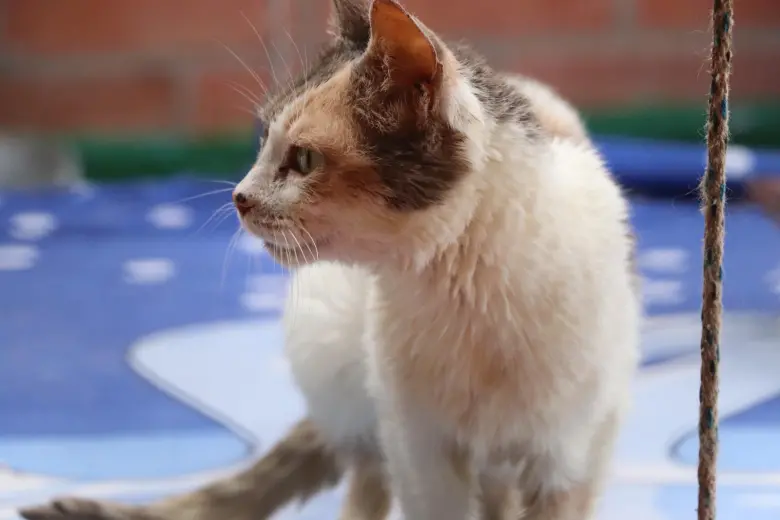 Esta es una de las gatitas de La Perla que está buscando ser adoptada. FOTO: Cortesía Alcaldía de Medellín