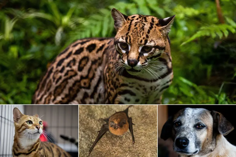 Todos los mamíferos pueden contraer el virus de la rabia. En los animales es letal; en los humanos, se puede tratar antes de que el virus llegue al sistema nervioso central. FOTOS: Archivo El Colombiano