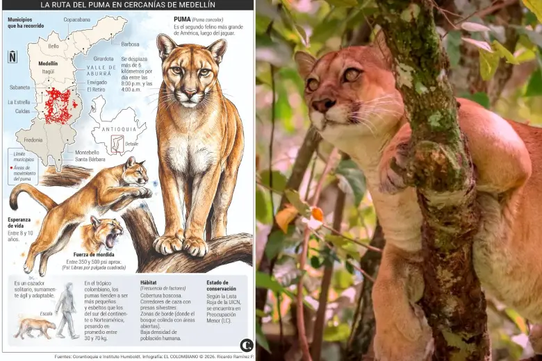 Imagen de referencia de un puma concolor, especie que también merodea por el Aburrá y otras partes de Antioquia. FOTO: Cortesía.