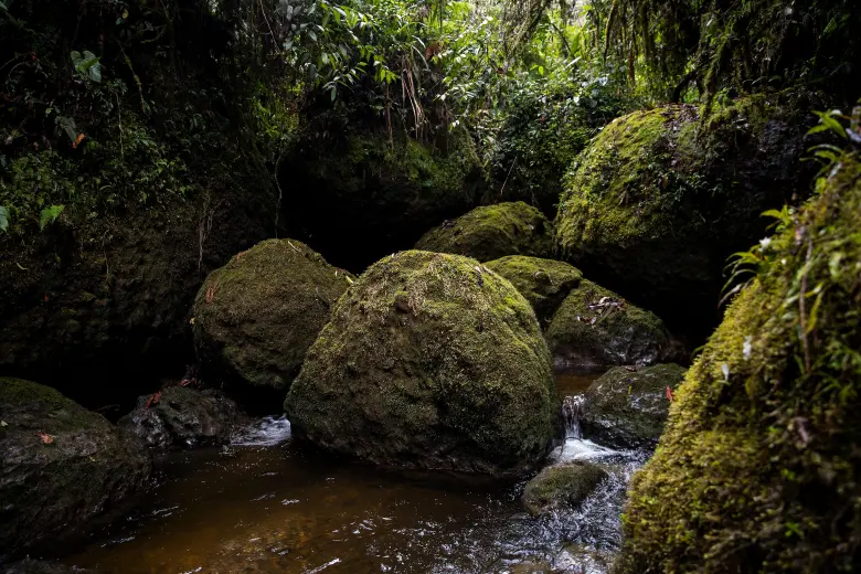 De acuerdo con datos del SGC, en Támesis se encuentra uno de los organales más grandes de Colombia. FOTO EL COLOMBIANO