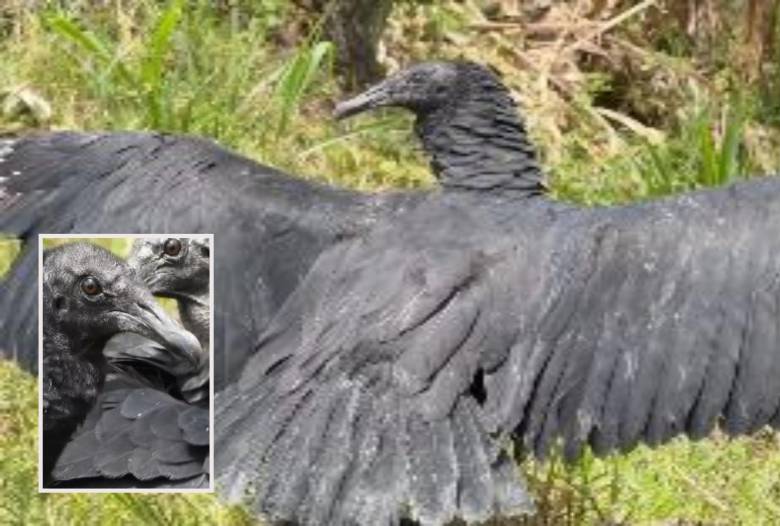 El gallinazo extiende sus alas tras dos meses de recuperación luego de los cuales pudo volver a volar en libertad. FOTO: imagen tomada de redes.