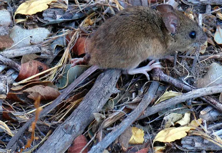 El ratón silvestre del que viene la cepa Andes del hantavirus. Foto: cortesía Yamil Hussein