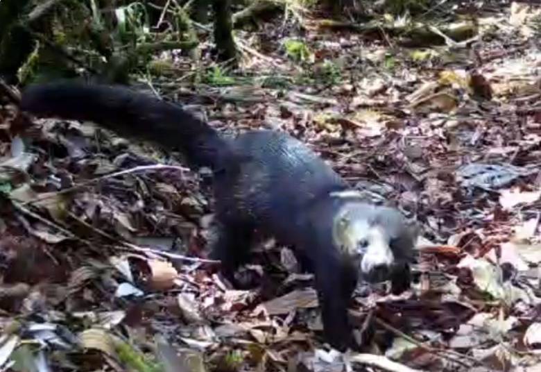 Tiene un cuerpo alargado, pelaje generalmente oscuro, cabeza más clara y una cola larga. Es una especie que se desplaza tanto por el suelo como entre los árboles. Imagen tomada de video en redes sociales. 