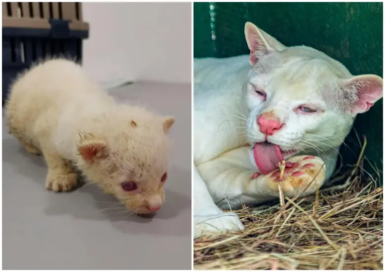 Comparativo de la ocelote albina cuando fue hallada y cómo luce en el parque de la conservación. FOTOS Cortesía y Camilo Suárez