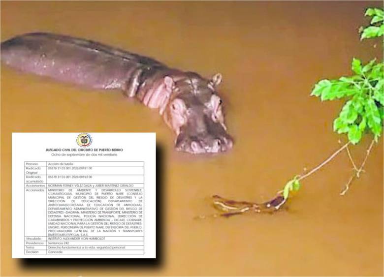 Este ejemplar ronda la desembocadura del río Nare, corredor navegable que usan pescadores y transportes escolares. Foto: Cortesía