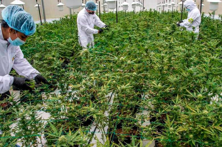 Según la Asociación Colombiana de Industrias de Cannabis, en el país hay más de 57.000 hectáreas de tierras listas y con licencia para sembrar de forma legal marihuana. FOTO: JUAN ANTONIO SÁNCHEZ