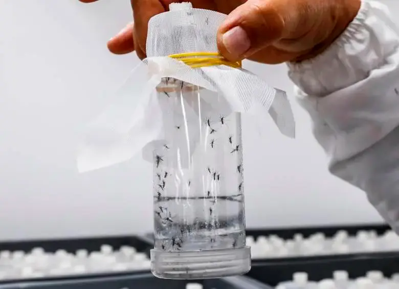El estudio aborda la carga económica para el país de enfrentar el virus transmitido por vectores. FOTO JAIME PÉREZ