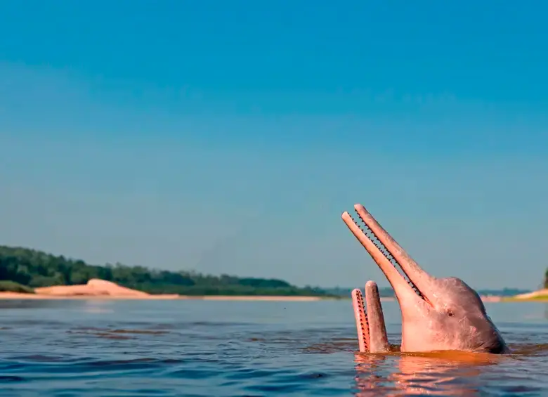 Sabiduría Salvaje, el concurso de WWF Colombia y Smurfit Westrock, busca inspirar a los jóvenes a conocer y proteger la biodiversidad del país. FOTO Getty