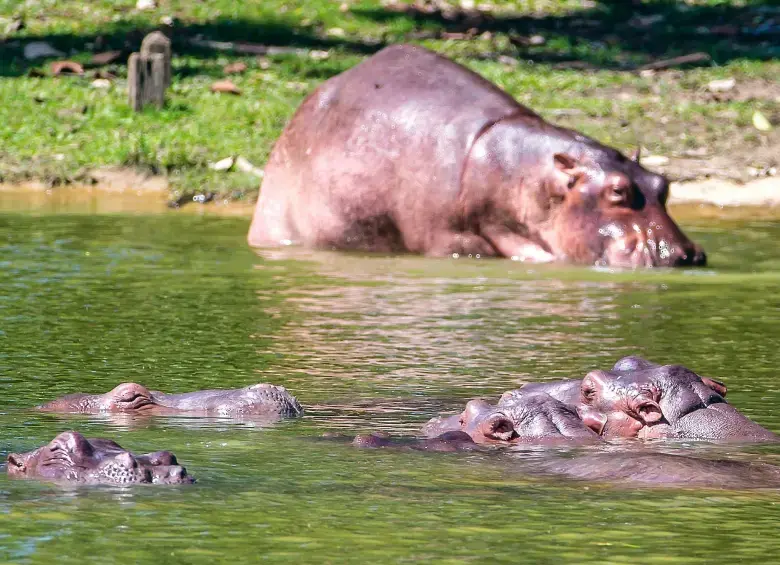 Desde que Pablo Escobar trajo los primeros hipopótamos desde Estados Unidos hace 40 años, ningún gobierno ha sido capaz de volver a montar a otro de estos individuos en un avión. FOTO Juan Antonio Sánchez