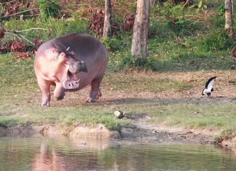 Hipopótamos en el Magdalena Medio. Foto: EL COLOMBIANO
