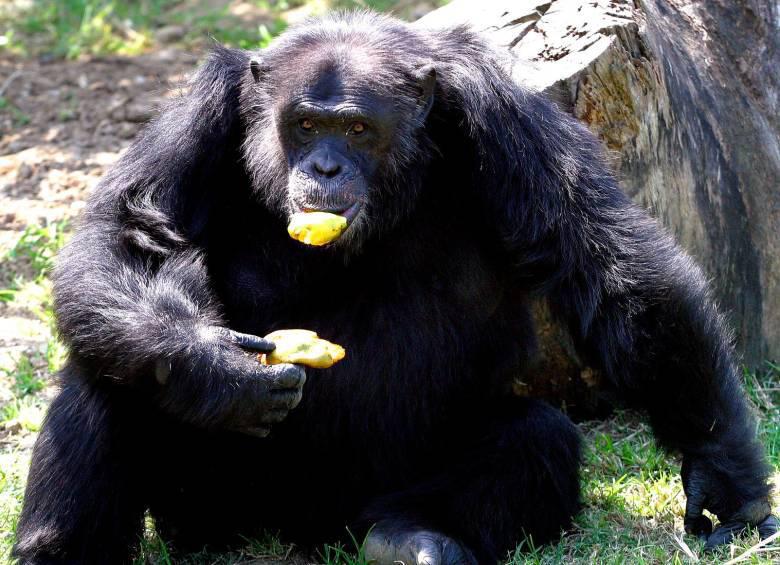 La muerte de los chimpancés generó un completo rechazo desde todos los sectores en el país. FOTO: Archivo EL COLOMBIANO