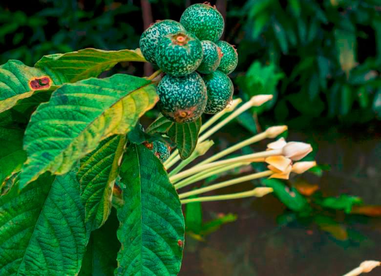 Una planta de jagua, que tiene múltiples usos medicinales en Colombia. Foto: SStock. 