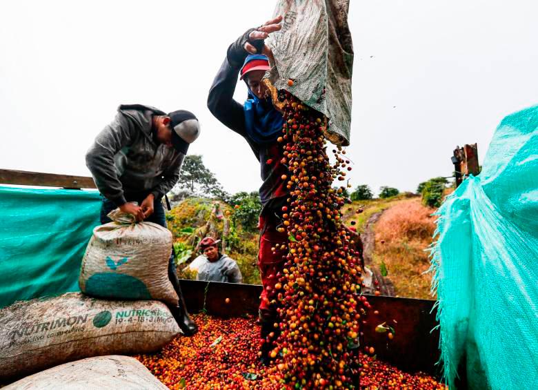 La producción de café de Colombia cayó 22% a 944.000 sacos de 60 kilogramos de café verde en comparación con los más de 1,2 millones producidos en el mismo mes de 2021. Foto: Manuel Saldarriaga