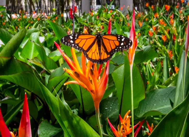 En los experimentos, las polillas evitaron depositar sus huevos en plantas que reproducían los sonidos ultrasónicos de estrés, incluso cuando ambas lucían igual de sanas. FOTO Julio César Herrera 