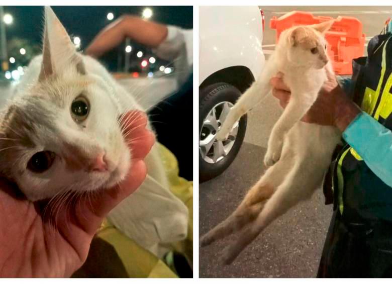 Este es el gato rescatado en la alcantarilla en los bajos de San Juan con Ferrocarril. FOTOS Cortesía