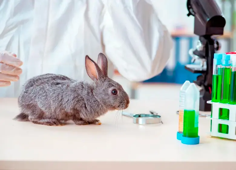Los animales también son utilizados en clases de medicina y biología, en las que algunos son diseccionados. FOTO: Getty