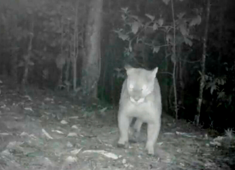Las cámaras de monitoreo que registraron al puma se instalaron para determinar cuáles son sus corredores y tomar acciones para su protección. FOTO: CAPTURA DE VIDEO