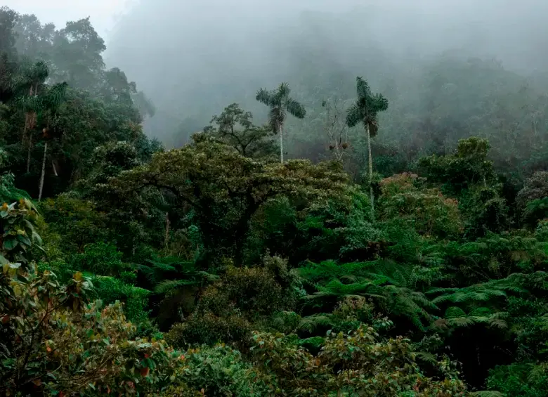Los datos de Global Forest Watch señalan que en 2024 se talaron más de 98.000 hectáreas de bosque y selva en Colombia. FOTO CORTESÍA