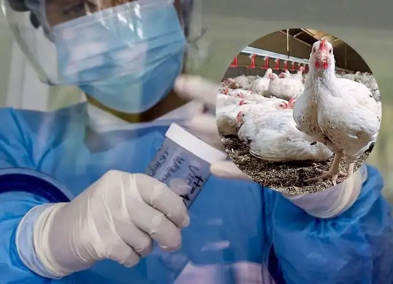 Las cepas H5N1 y H7N9, detectadas respectivamente en 1997 y 2013, han sido las principales responsables de los casos humanos de gripe aviar. FOTOS: Colprensa y EL COLOMBIANO