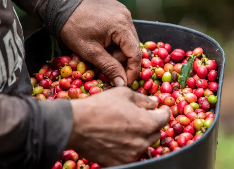 En cuanto a las exportaciones, Colombia ha enviado al mercado internacional 12,91 millones de sacos de 60 kg durante los últimos 12 meses, reflejando un aumento del 17%. Foto: Camilo Suárez