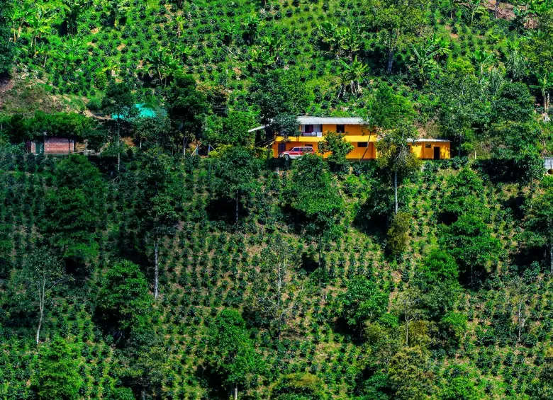 Procuraduría regañó al Ministerio de Ambiente sobre las zonas de reserva del Suroeste antioqueño. FOTO: JULIO CÉSAR HERRERA