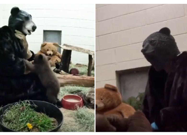 <span class="mln_uppercase_mln">Los</span><b><span class="mln_uppercase_mln"> especialistas de California cuidan a un joven osezno negro de tan solo 2 meses vestidos con máscaras y trajes de oso. FOTO: Sociedad Protectora de Animales de San Diego</span></b>