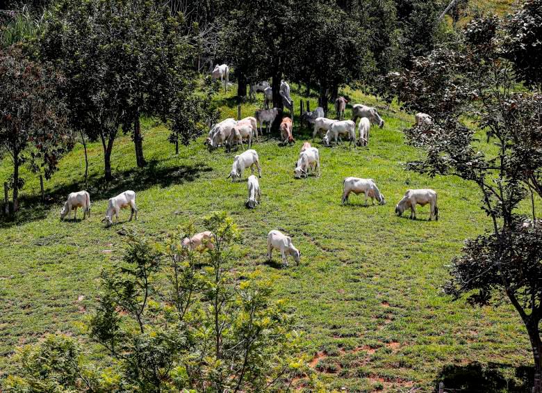 Antioquia ocupa el séptimo lugar en la lista de departamentos con más casos de abigeato de ganado entre 2010 y 2023. FOTO Jaime Pérez