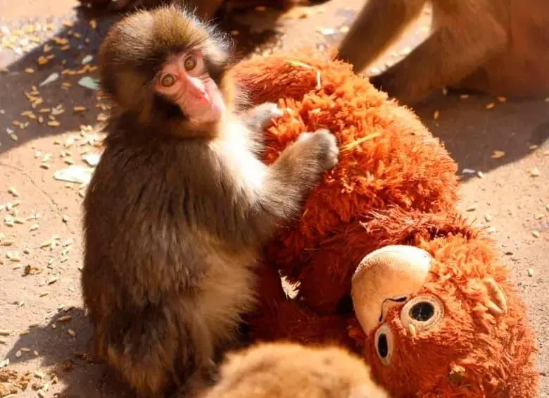Punch, el macaco japonés bebé que se volvió viral por aferrarse a un peluche, comenzó a integrarse con otros monos en el zoológico de Ichikawa. FOTO: Zoológico de Ichikawa.