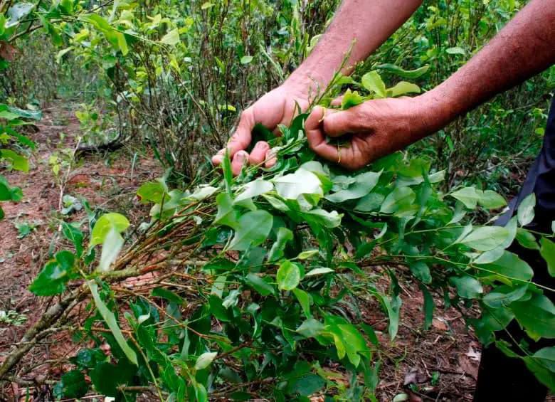 El más reciente informe de Naciones Unidas alertó que en 2023 las hectáreas sembradas de coca alcanzaron las 253.000, lo que representa un aumento del 10 %. FOTO: MANUEL SALDARRIAGA-REFERENCIA