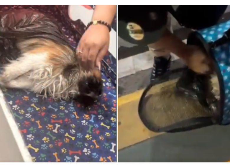 El perrito fue obligado a ser transportado en la bodega del vehículo y habría sufrido un golpe de calor. El animal lamentablemente murió. FOTO: Captura de video