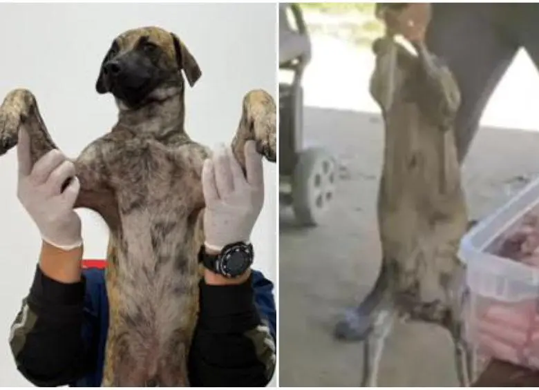 <span class="mln_uppercase_mln">Las</span><b><span class="mln_uppercase_mln"> evaluaciones médicas al perrito víctima de un brutal maltrato en Bolívar, explicaron cómo el animal logró sobrevivir a los fuertes golpes. FOTO: GOBERNACIÓN DE ANTIOQUIA</span></b>