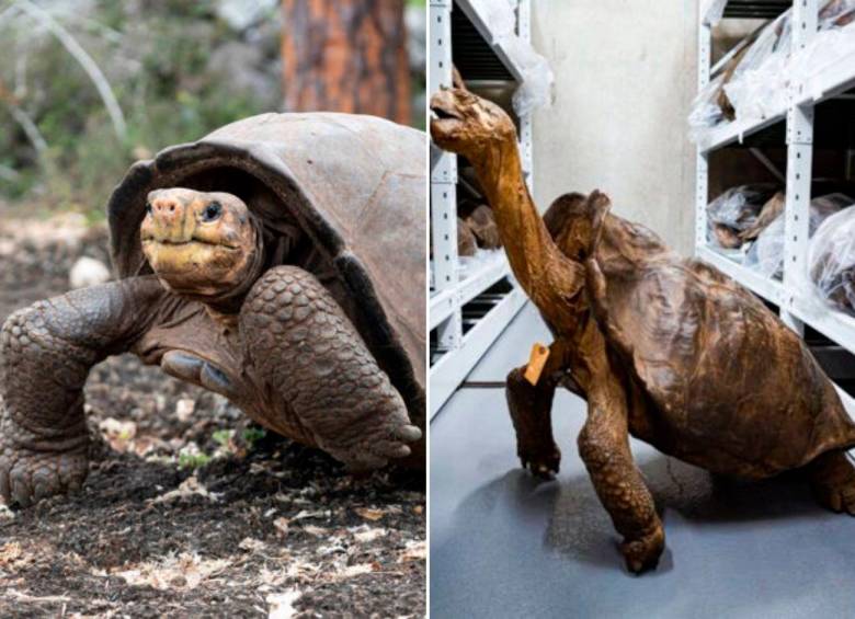 Encontraron tortuga Fernanda en isla Galápagos que se creía extinta hace 100 años. Fotos: Academia de Ciencias de California y Galapagos Conservancy
