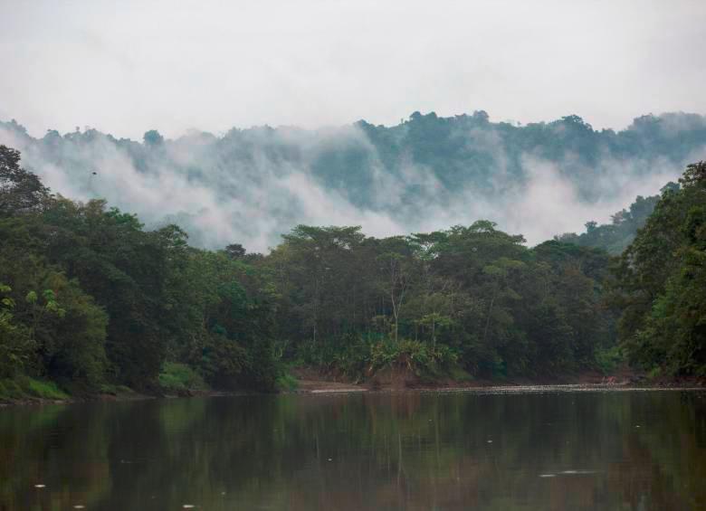Colombia es sexto país más deforestado del mundo, después de Perú. Foto: Manuel Saldarriaga. 