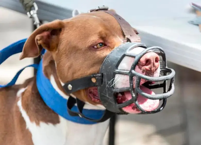 El dueño de la mascota aseguró que su perro tiene todas las vacunas al día. Imagen de referencia. FOTO CAMILO SUÁREZ