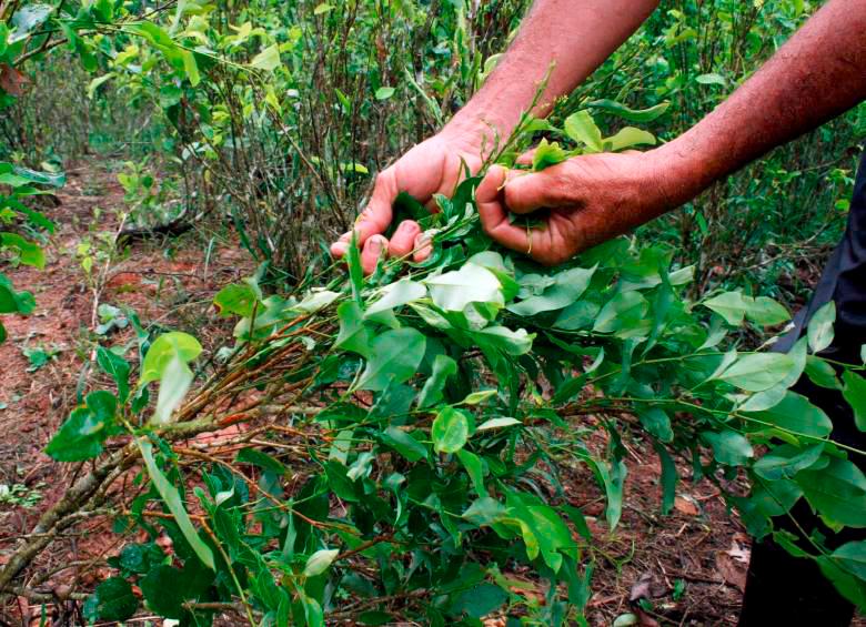 Estados Unidos continuará monitoreando cultivos de coca el próximo año. Foto: Manuel Saldarriaga. 