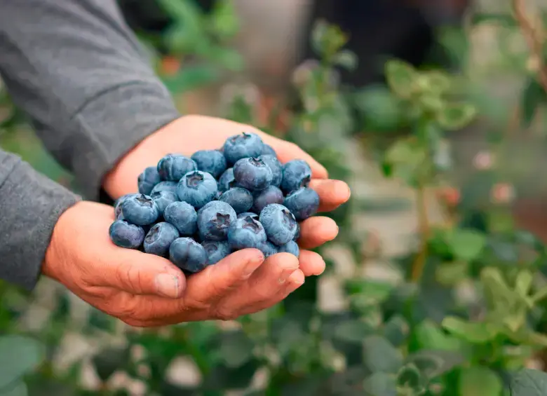 El cultivo de arándanos en Colombia alcanzó 12.000 toneladas en 2025, impulsado por un consumo local masivo y proyecciones de crecimiento del 20% para el 2026. FOTO: Asocolblue.
