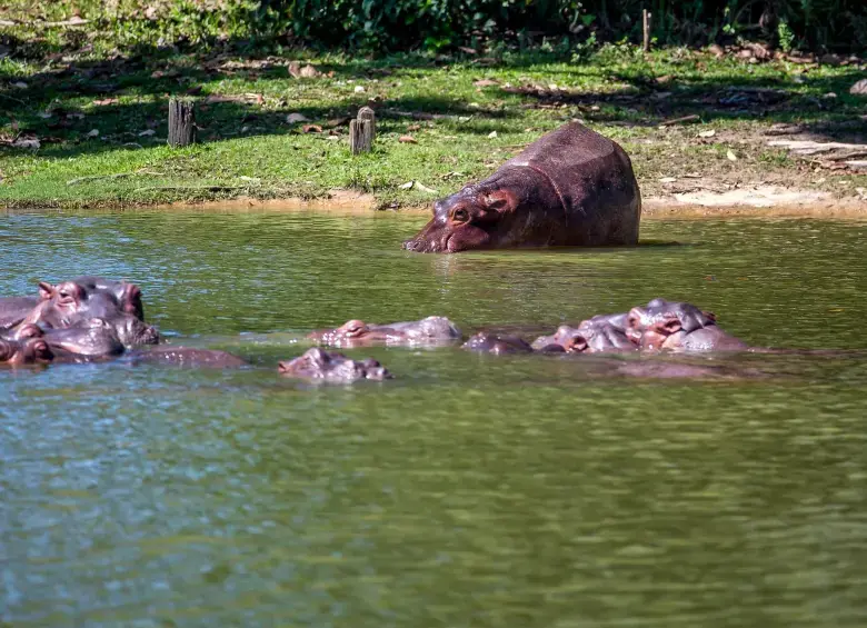 Hipopótamos del Magdalena Medio. Foto: EL COLOMBIANO