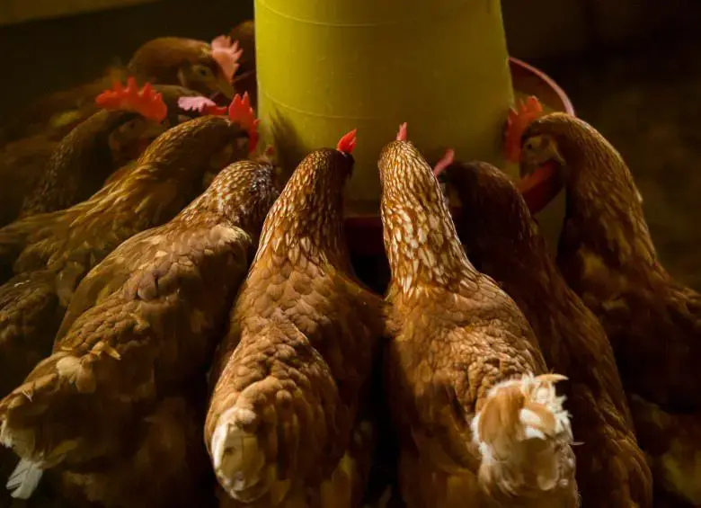 Brasil es el primer exportador mundial de carne de pollo. Foto: Archivo
