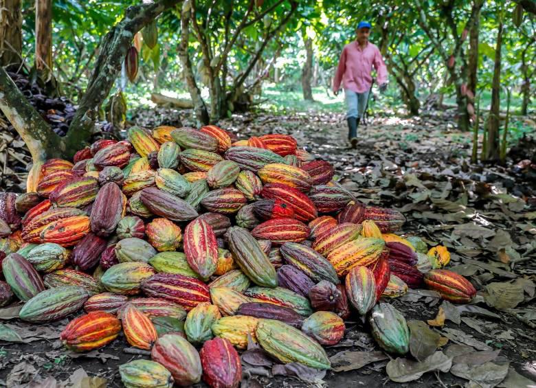 Actualmente, más de 60.000 hogares cacaocultores, ubicados en 560 municipios del país, cultivan cerca de 190.000 hectáreas que producen, a nivel nacional, un promedio de 62.000 toneladas al año. Foto: Juan Antonio Sánchez